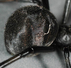 lat geom black abdomen (c) CISR