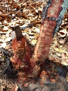 Red oak tree stripped of bark