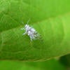Asian Wooly Hackberry Aphid