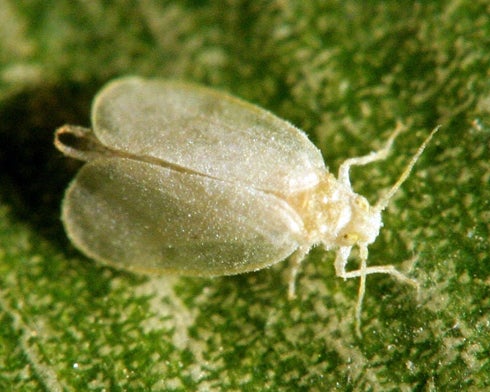 Giant Whitefly