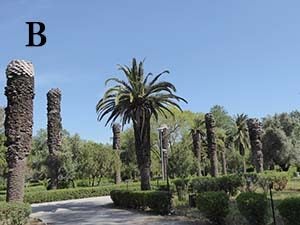 Canary Islands date palms