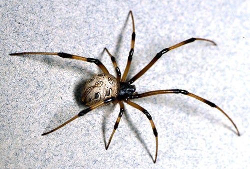 brown recluse vs black widow