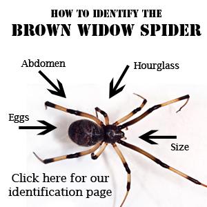 Brown Widow Spider  Center for Invasive Species Research