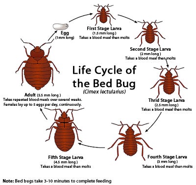 Bed Bugs | Center For Invasive Species Research