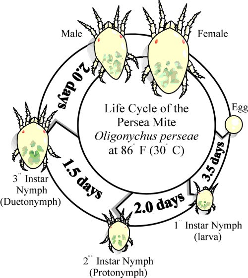 Persea Mite Lifecycle