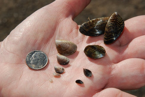 Quagga & Zebra Mussels