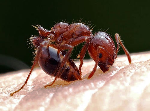 Red Imported Fire Ant | Center for Invasive Species