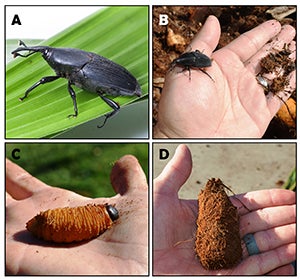 south_american_palm_weevil