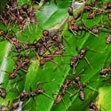 Common Weaver Ant