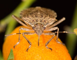 Non Native Invasive Species California | Center for Invasive Species ...