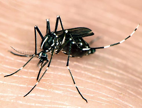 Aedes albopictus deals