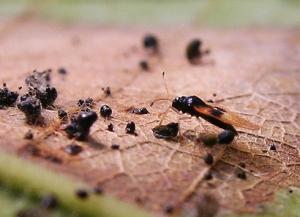 Avocado Lace Bug | Center for Invasive Species Research