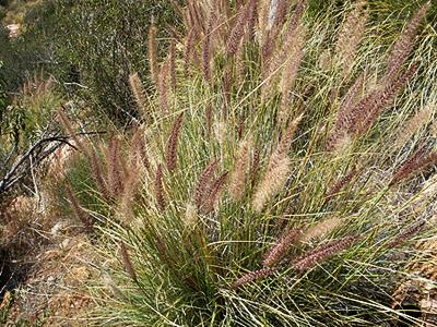 african grass