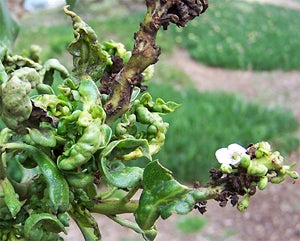 Myoporum Thrips | Center for Invasive Species Research