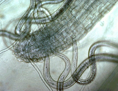 Sting Nematode | Center for Invasive Species Research