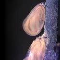 Entomophagy (Eating insects) | Center for Invasive Species Research