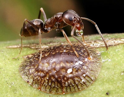 Argentine ants deals