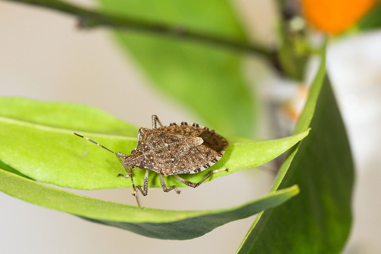 Brown Marmorated Stink Bug  Center for Invasive Species Research