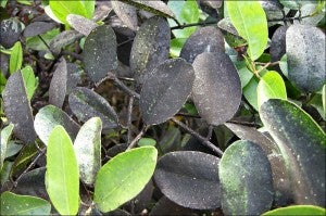 Black sooty mold growing on mangrove leaves