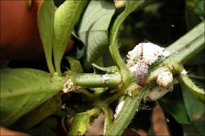 larval Rodolia eating a cottony cushion scale