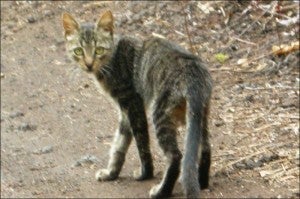 feral cat on Isla Isabela
