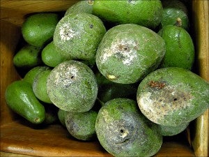 Fresh avocados imported from South America