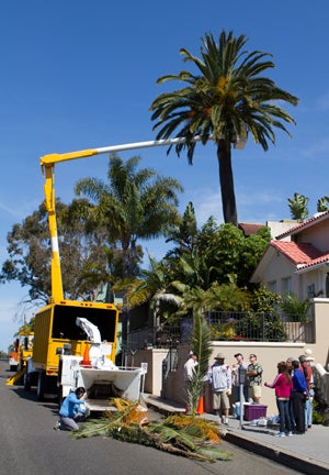 crane used to inspect and spray the top of the palm