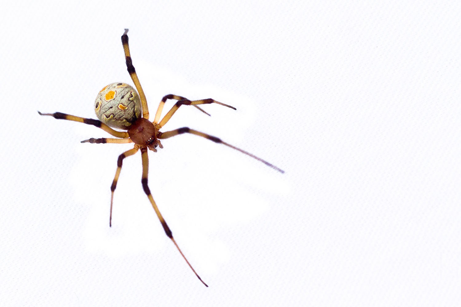 Brown Widow Spider  Center for Invasive Species Research