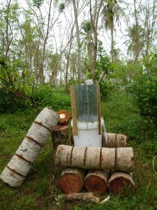 Cut coconut palm trunks