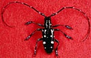CISR asian_long_horned_beetle