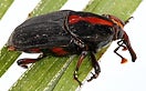 CISR red_palm_weevil_thumb