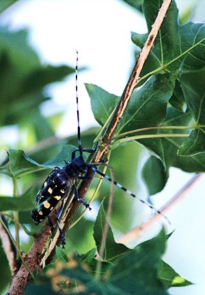 Asian Long-horned Beetle
