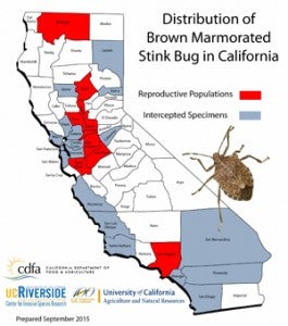 Distribution of Brown Marmorated Stink Bug in California