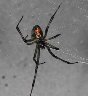 brown widow with red hourglass (c) CISR