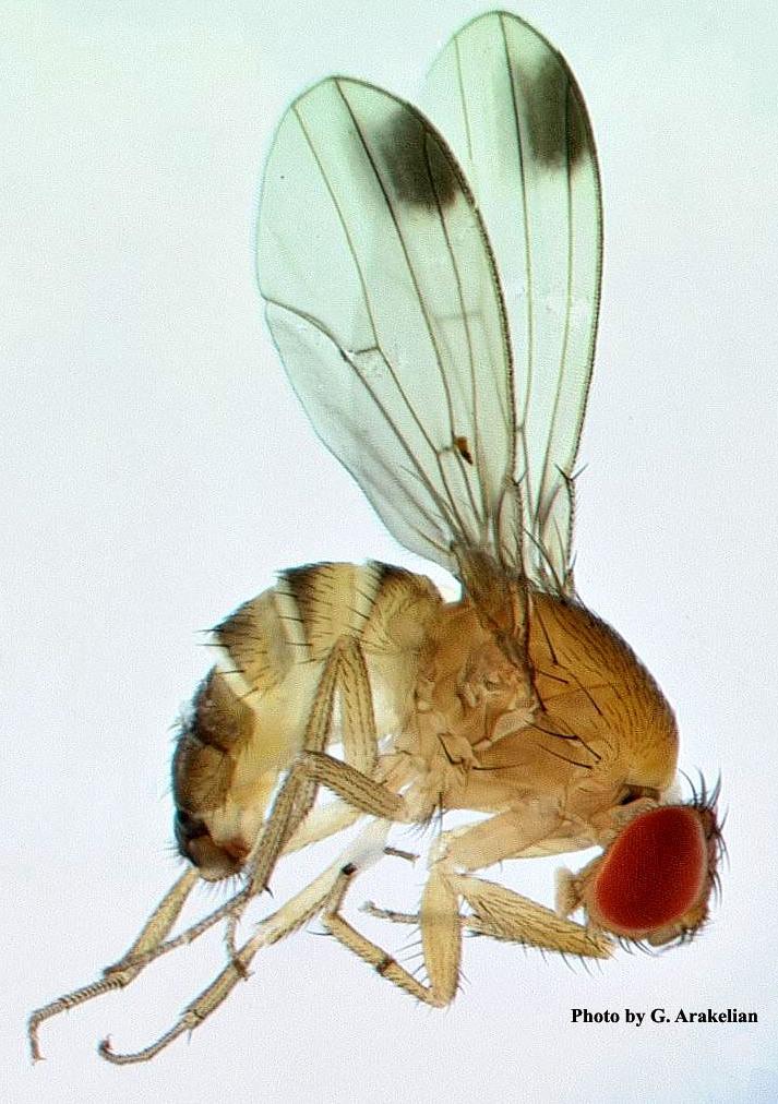 Spotted Wing Drosophila or Cherry Vinegar Fly