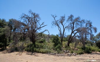 Native oak trees plagued by Goldspotted Oak Borer (c) CISR
