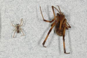 female brown widow spider