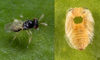 adult female Tamarixia (left) and a dead Asian Citrus Psyllid nymph