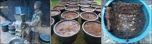 red palm weevil container production