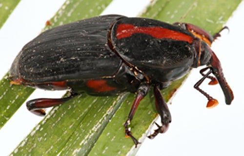 red palm weevil (c) John Kabashima