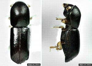 redbay ambrosia beetle