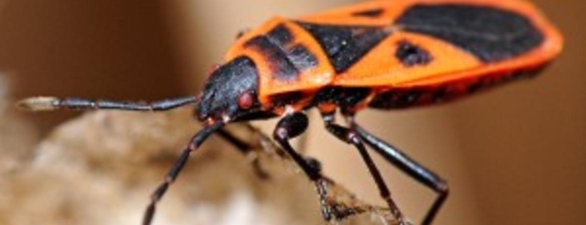BuG「red rip XTC」 CISR: Red Bug | Center for Invasive Species Research