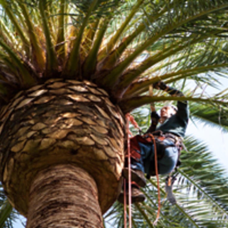 A skilled arborist climbed to the crown to inspect for Red Palm Weevil