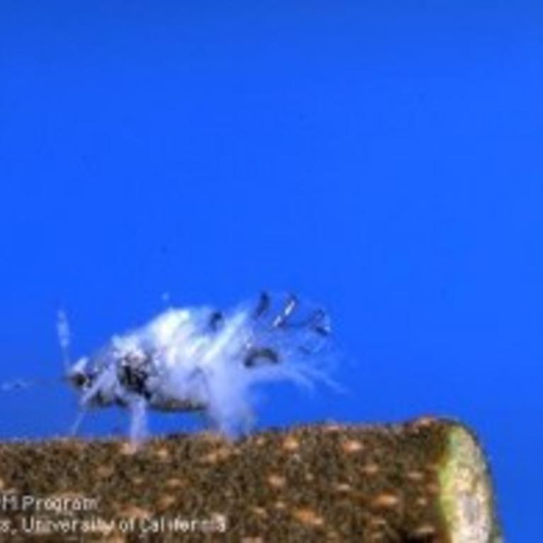 Asian Woolly Hackberry Aphid