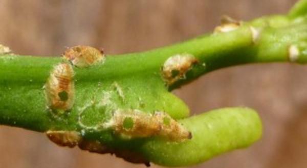 The Center for Invasive Species Research Blog | Center for Invasive ...