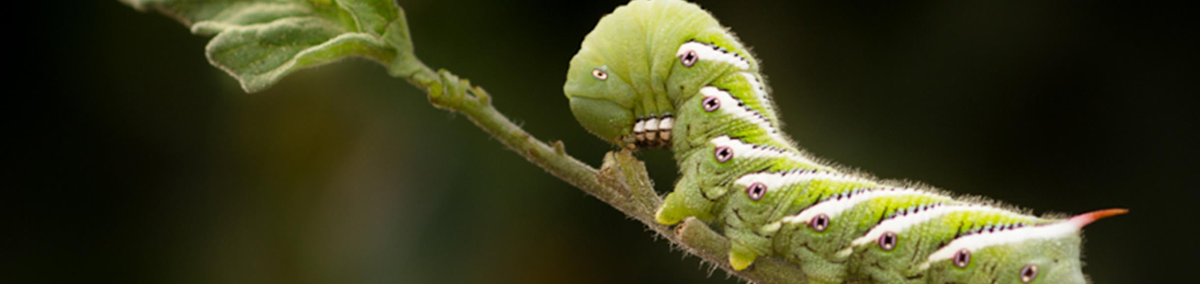 (c) ucr mike lewis green caterpillar