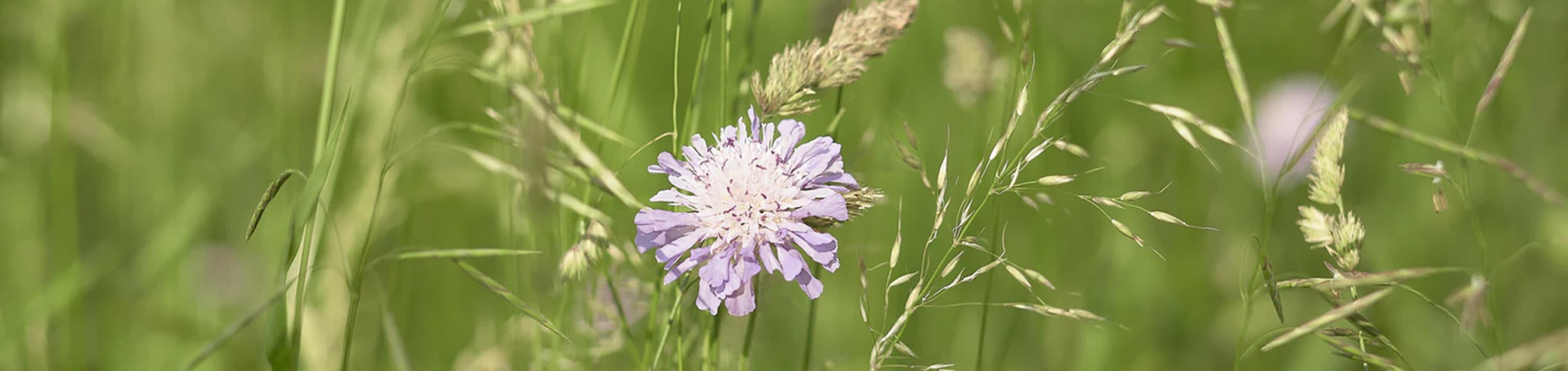 Unsplash Grass with Purple Flower