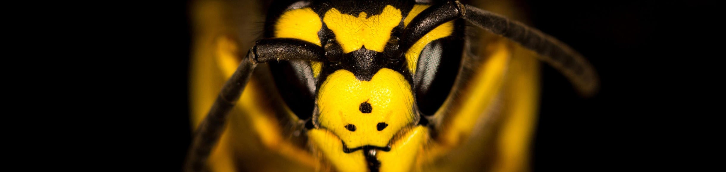 Beware the Yellow Jackets | Pest Exterminators