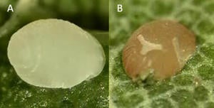 Goldspotted Oak Borer