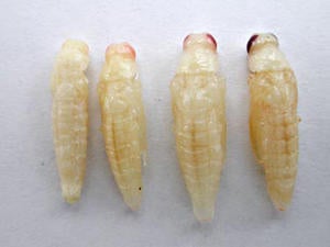 Goldspotted Oak Borer